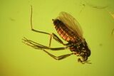 Tiny But Detailed Fossil Fly (Diptera) In Baltic Amber #45155-2